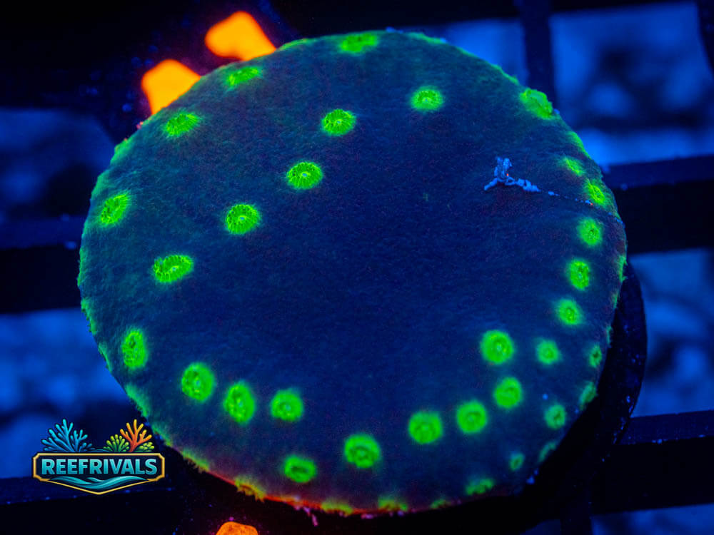Purple Scroll Coral coral image from ReefRivals, listed as Soft Coral