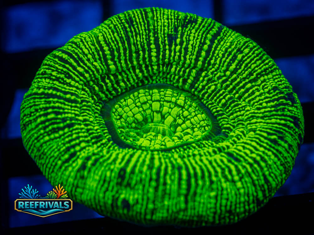 R1 A 78 WYSIWYG coral image | ReefRivals R1 A 78 coral image from ReefRivals, listed as Soft Coral
