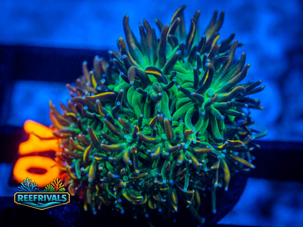 R1 A 79 WYSIWYG coral image | ReefRivals R1 A 79 coral image from ReefRivals, listed as Soft Coral