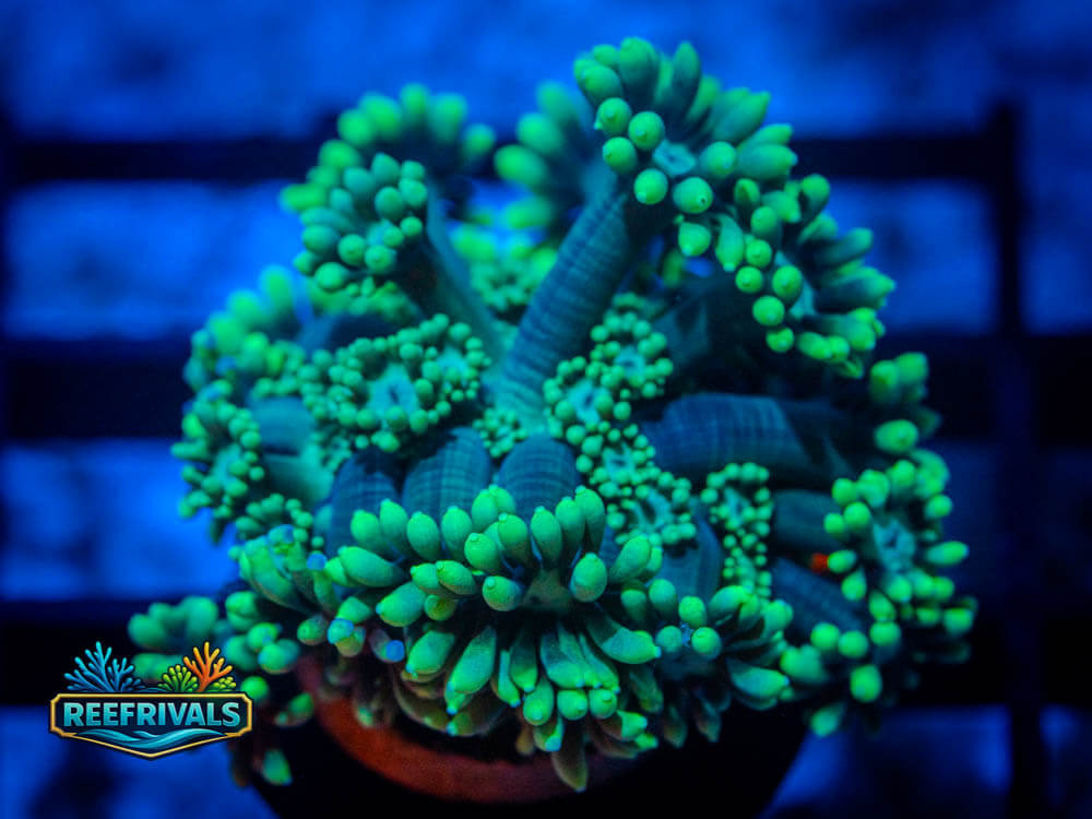 R1 A 81 WYSIWYG coral image | ReefRivals R1 A 81 coral image from ReefRivals, listed as Soft Coral
