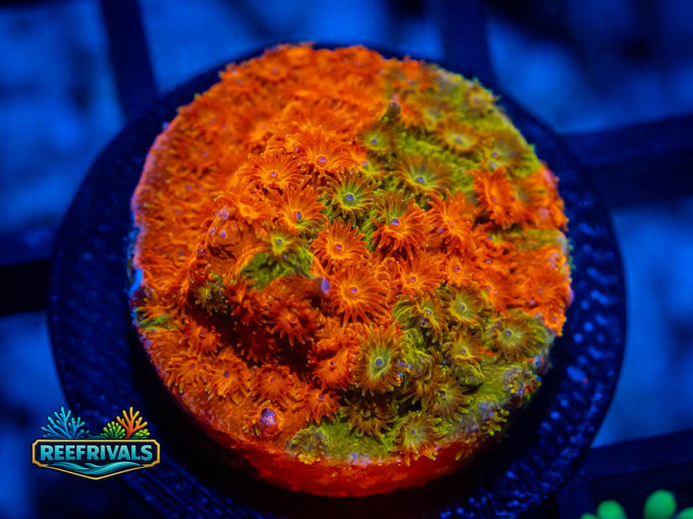 JF Circuit Breaker Cyphastrea coral image from ReefRivals, listed as Cyphastrea spp. and Soft Coral