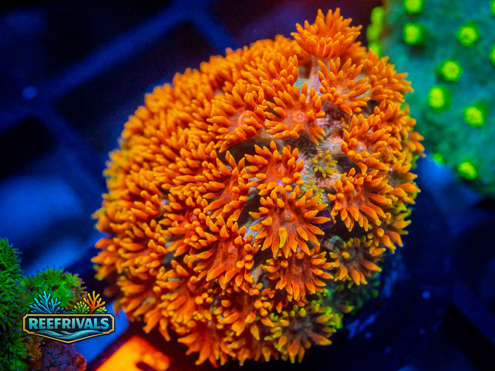 R1 A 84 WYSIWYG coral image | ReefRivals R1 A 84 coral image from ReefRivals, listed as Soft Coral