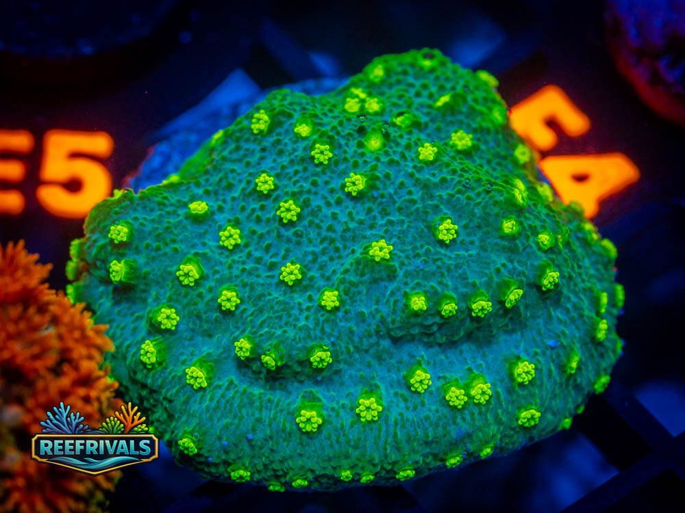 R1 A 85 WYSIWYG coral image | ReefRivals R1 A 85 coral image from ReefRivals, listed as Soft Coral