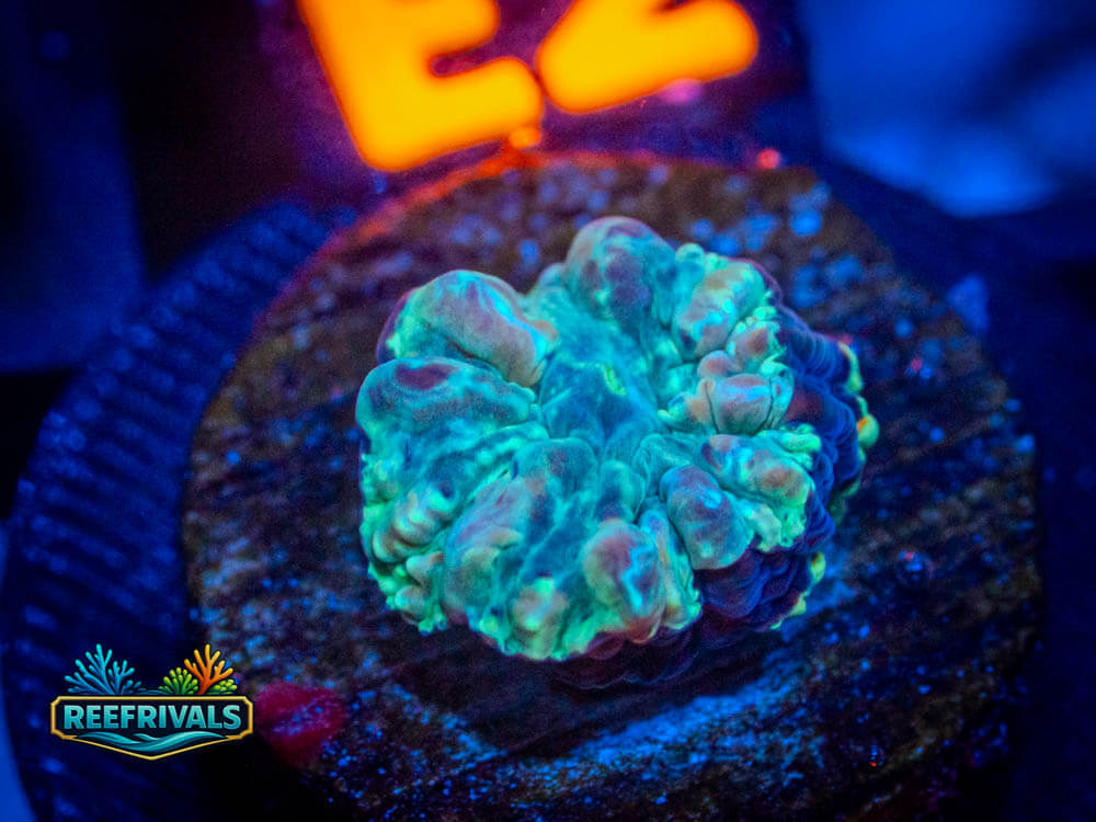 R1 A 87 coral image from ReefRivals, listed as Soft Coral
