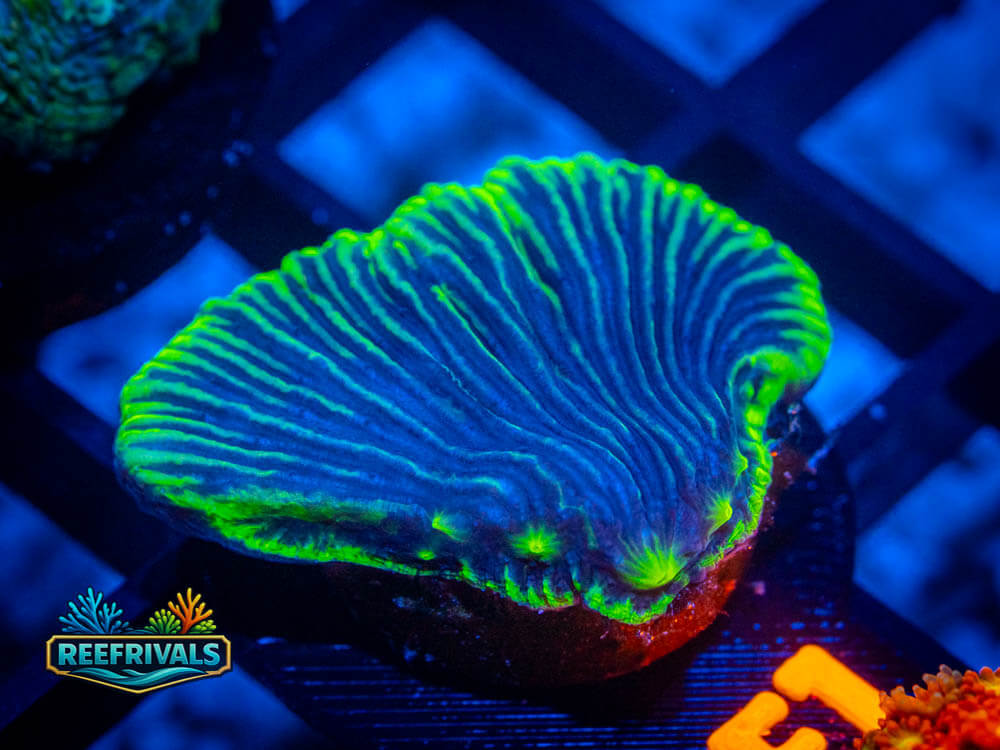 R1 A 89 coral image from ReefRivals, listed as Soft Coral