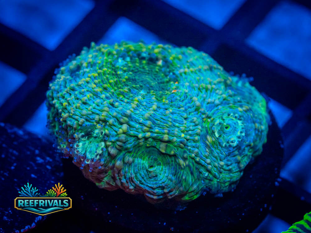 R1 A 90 coral image from ReefRivals, listed as Soft Coral