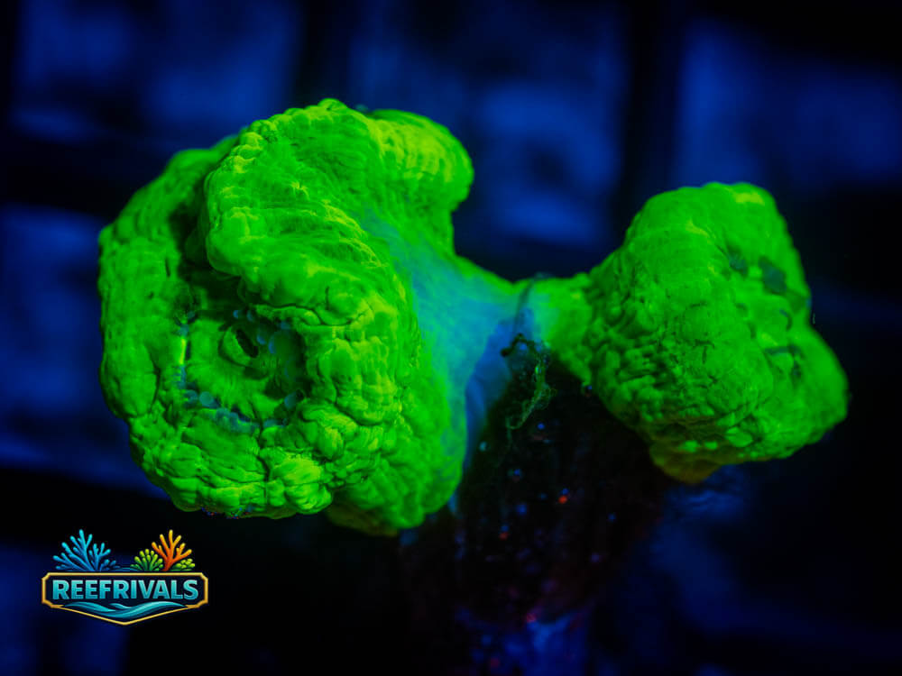 R1 A 91 coral image from ReefRivals, listed as Soft Coral