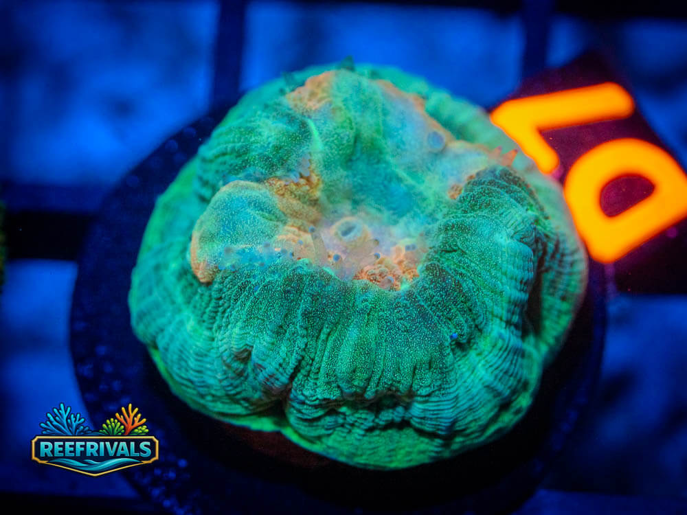 R1 A 92 coral image from ReefRivals, listed as Soft Coral