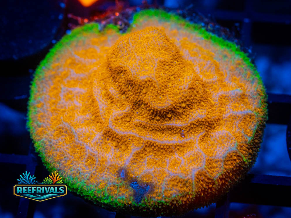 R1 A 93 WYSIWYG coral image | ReefRivals R1 A 93 coral image from ReefRivals, listed as Soft Coral