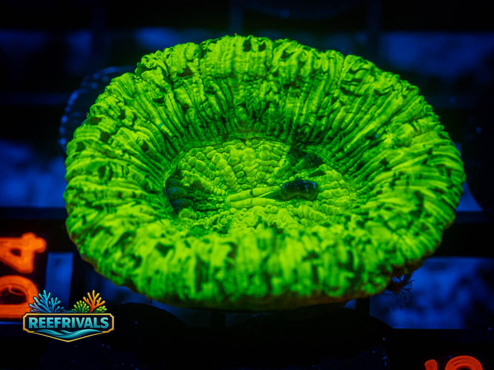 R1 A 94 WYSIWYG coral image | ReefRivals R1 A 94 coral image from ReefRivals, listed as Soft Coral