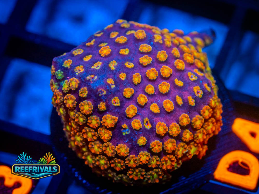 R1 A 95 WYSIWYG coral image | ReefRivals R1 A 95 coral image from ReefRivals, listed as Soft Coral
