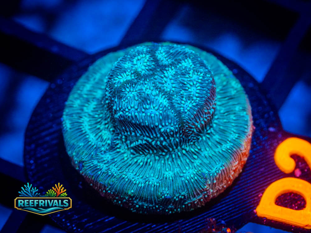 R1 A 96 WYSIWYG coral image | ReefRivals R1 A 96 coral image from ReefRivals, listed as Soft Coral