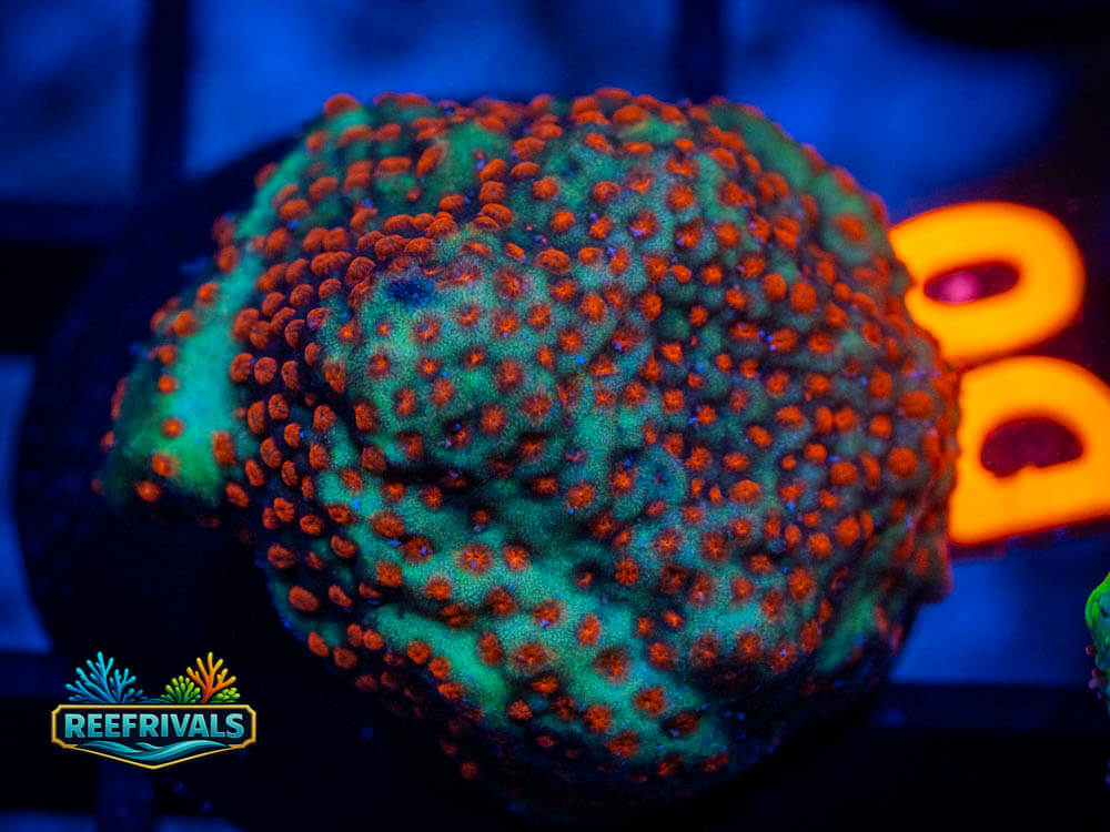 R1 A 98 coral image from ReefRivals, listed as Soft Coral