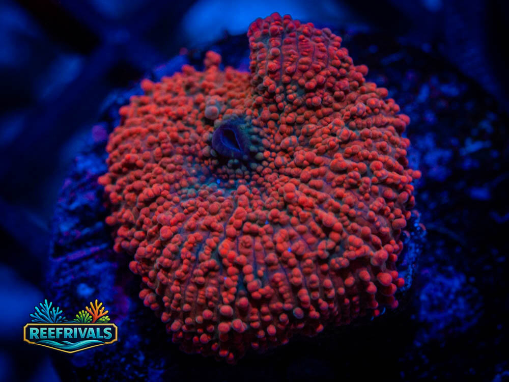 R1 A 99 WYSIWYG coral image | ReefRivals R1 A 99 coral image from ReefRivals, listed as Soft Coral