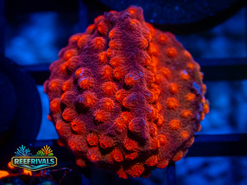 R1 A 100 WYSIWYG coral image | ReefRivals R1 A 100 coral image from ReefRivals, listed as Soft Coral