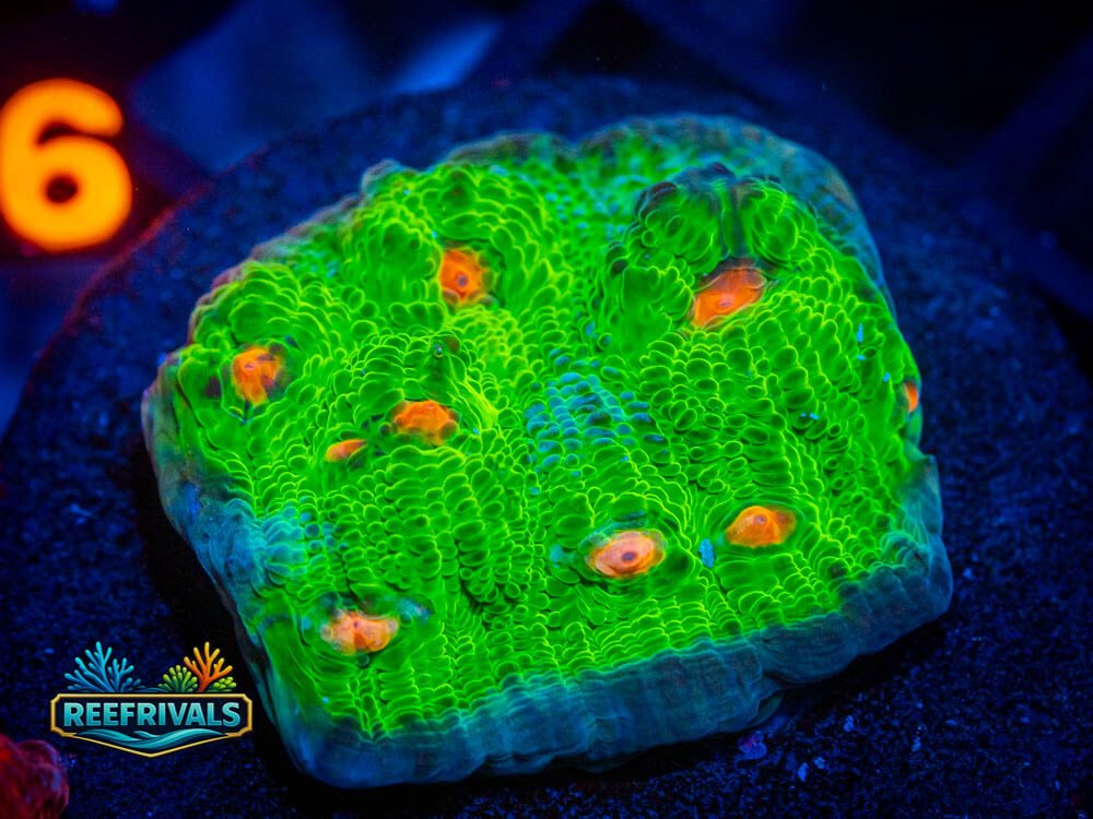 WWC Mummy Eye Chalice WYSIWYG coral image | ReefRivals WWC Mummy Eye Chalice coral image from ReefRivals, listed as Echinophyllia spp. and Soft Coral