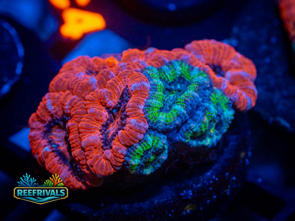 R1 A 102 WYSIWYG coral image | ReefRivals R1 A 102 coral image from ReefRivals, listed as Soft Coral