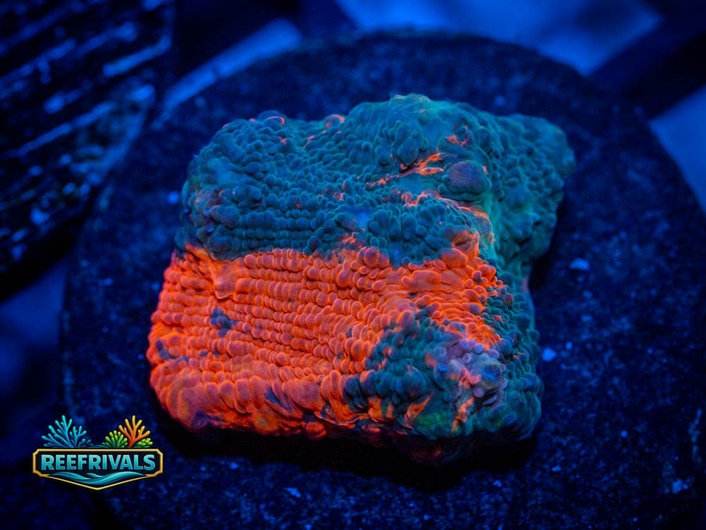 RVL Bugatti Chalice coral image from ReefRivals, listed as Echinophyllia spp. and Soft Coral
