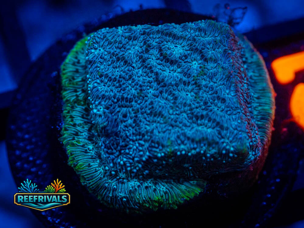 R1 A 105 WYSIWYG coral image | ReefRivals R1 A 105 coral image from ReefRivals, listed as Soft Coral
