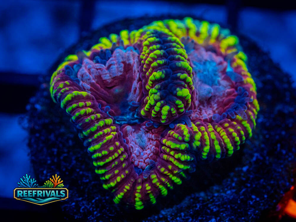 IJAM Super Saiyan Favia WYSIWYG coral image | ReefRivals IJAM Super Saiyan Favia coral image from ReefRivals, listed as Favia / Favites spp. and Soft Coral