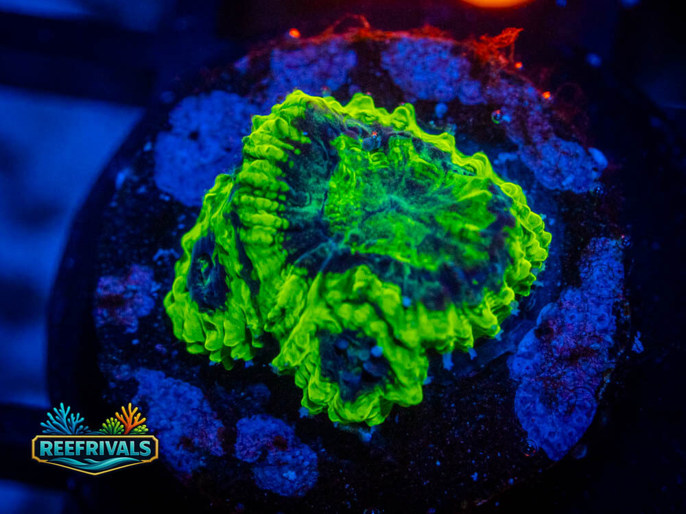 ECC Roadrunner Favites coral image from ReefRivals, listed as Favites sp. and Soft Coral