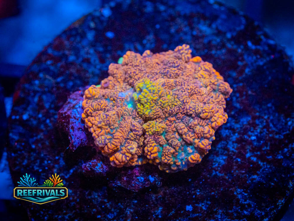 RVL Tequila Sunset Mushroom WYSIWYG coral image | ReefRivals RVL Tequila Sunset Mushroom coral image from ReefRivals, listed as Mushrooms and Soft Coral