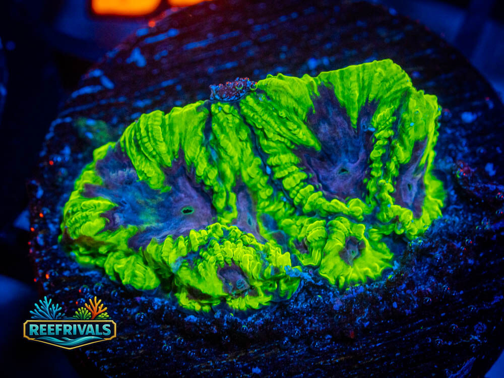 RVL Raptor's Peace Favia WYSIWYG coral image | ReefRivals RVL Raptor's Peace Favia coral image from ReefRivals, listed as Soft Coral
