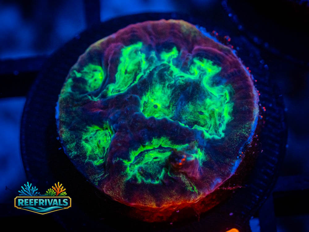 JF Psycho Rim Favia WYSIWYG coral image | ReefRivals JF Psycho Rim Favia coral image from ReefRivals, listed as Soft Coral