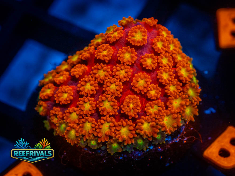 RVL Orange Shorty Goni coral image from ReefRivals, listed as Goniopora spp. and Soft Coral