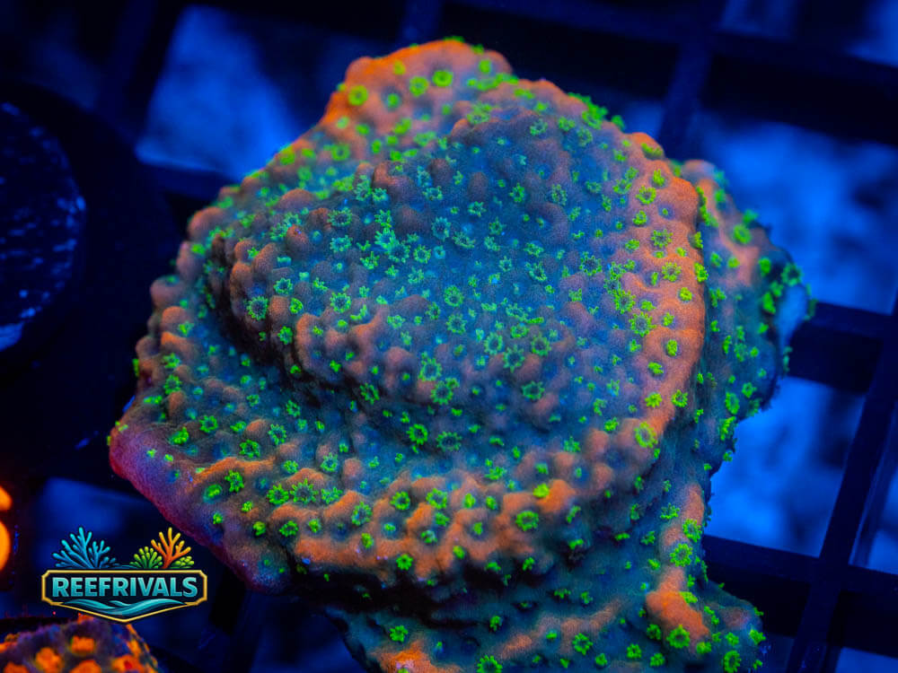 R1 A 118 WYSIWYG coral image | ReefRivals R1 A 118 coral image from ReefRivals, listed as Soft Coral