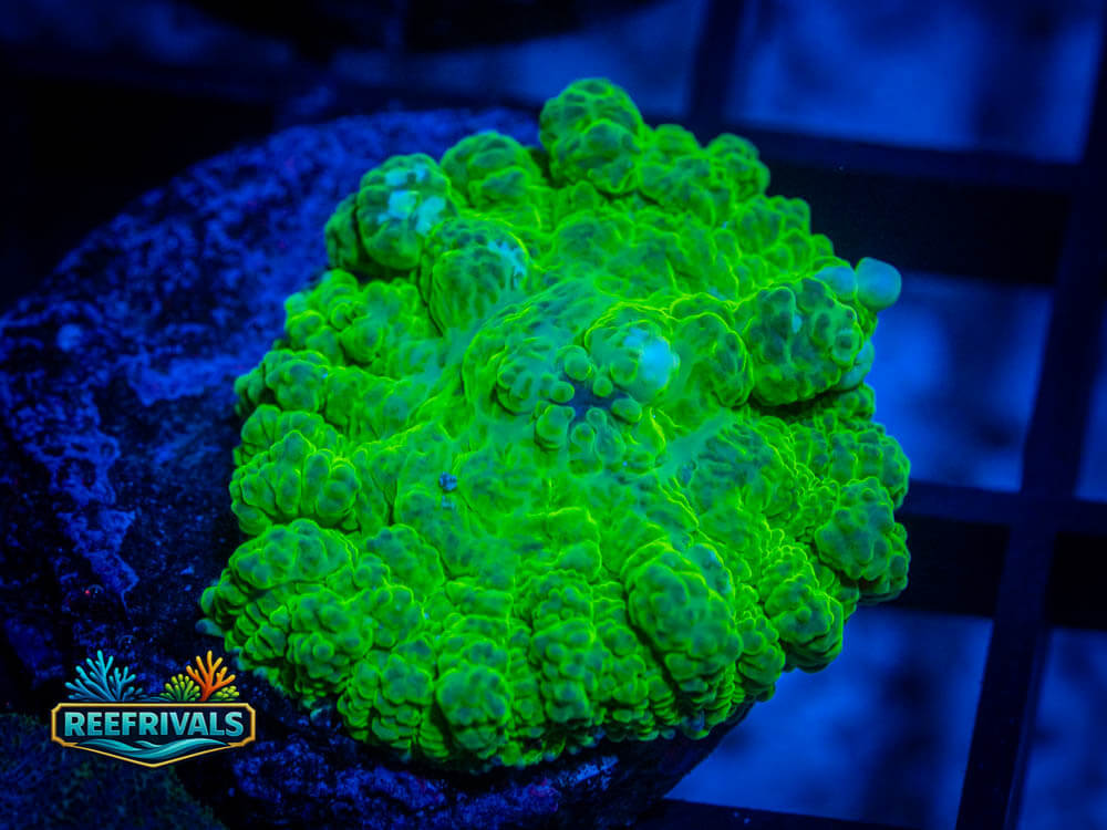 R1 A 120 WYSIWYG coral image | ReefRivals R1 A 120 coral image from ReefRivals, listed as Soft Coral