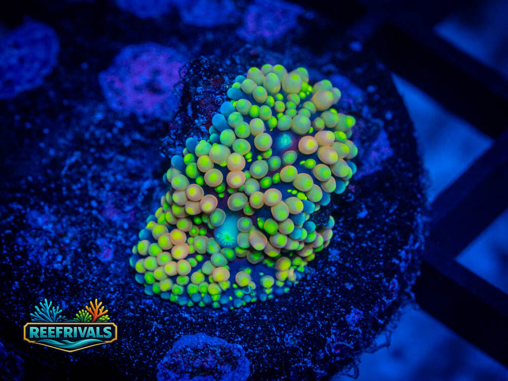 R1 A 121 WYSIWYG coral image | ReefRivals R1 A 121 coral image from ReefRivals, listed as Soft Coral
