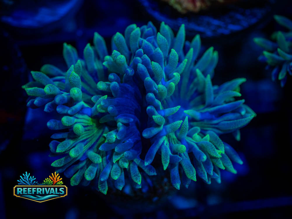 TSA BooBerry Duncan coral image from ReefRivals, listed as Duncanopsammia axifuga and Soft Coral