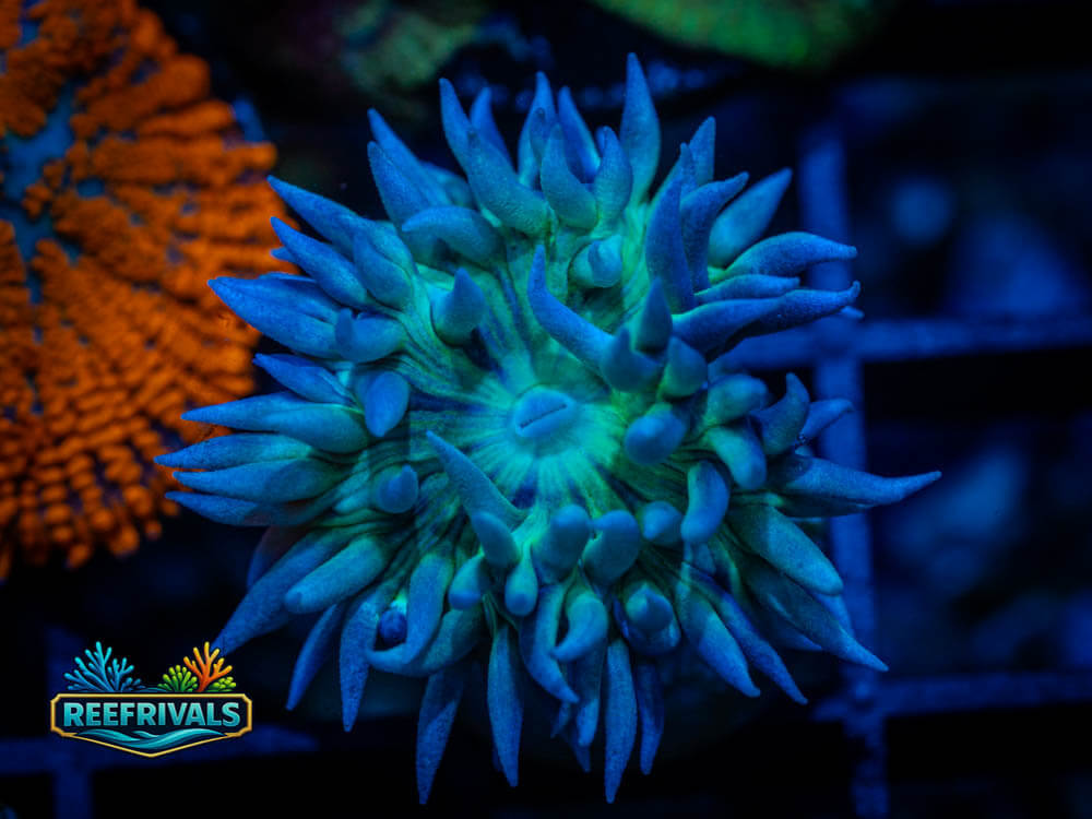 Duncan WYSIWYG coral image | ReefRivals Duncan coral image from ReefRivals, listed as Duncanopsammia axifuga and Soft Coral