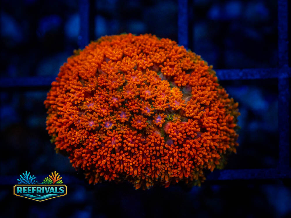 Goniopora WYSIWYG coral image | ReefRivals Goniopora coral image from ReefRivals, listed as Goniopora spp. and Soft Coral
