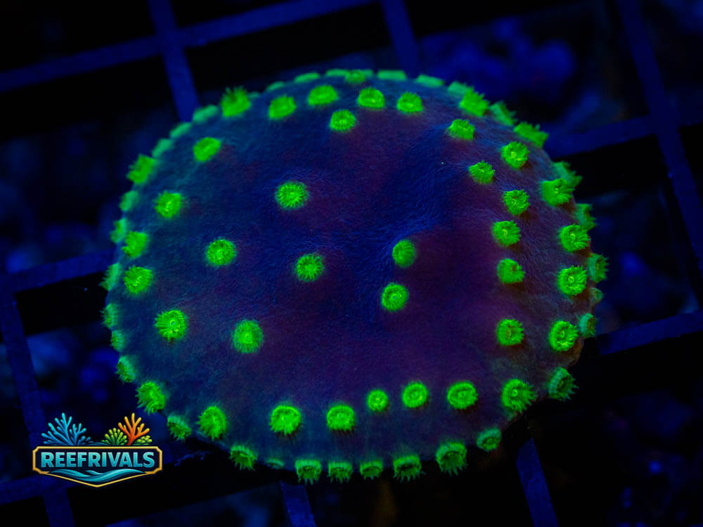 Purple Scroll Coral WYSIWYG image | ReefRivals Purple Scroll Coral coral image from ReefRivals, listed as Turbinaria spp. and Soft Coral