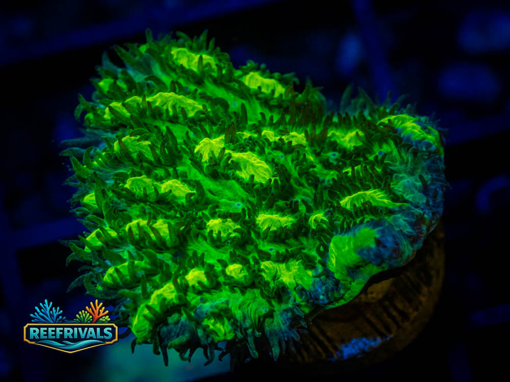 Hydnophora coral image from ReefRivals, listed as Hydnophora spp. and Soft Coral