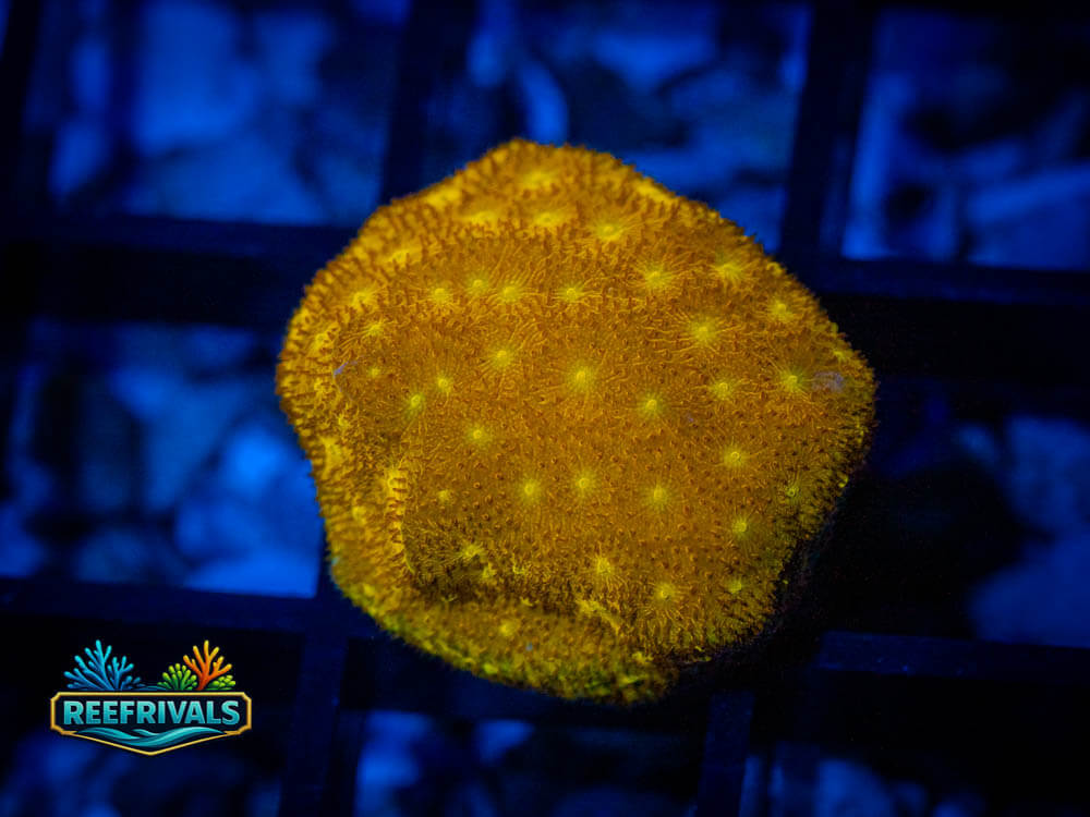Psammocora WYSIWYG coral image | ReefRivals Psammocora coral image from ReefRivals, listed as Psammocora spp. and Soft Coral