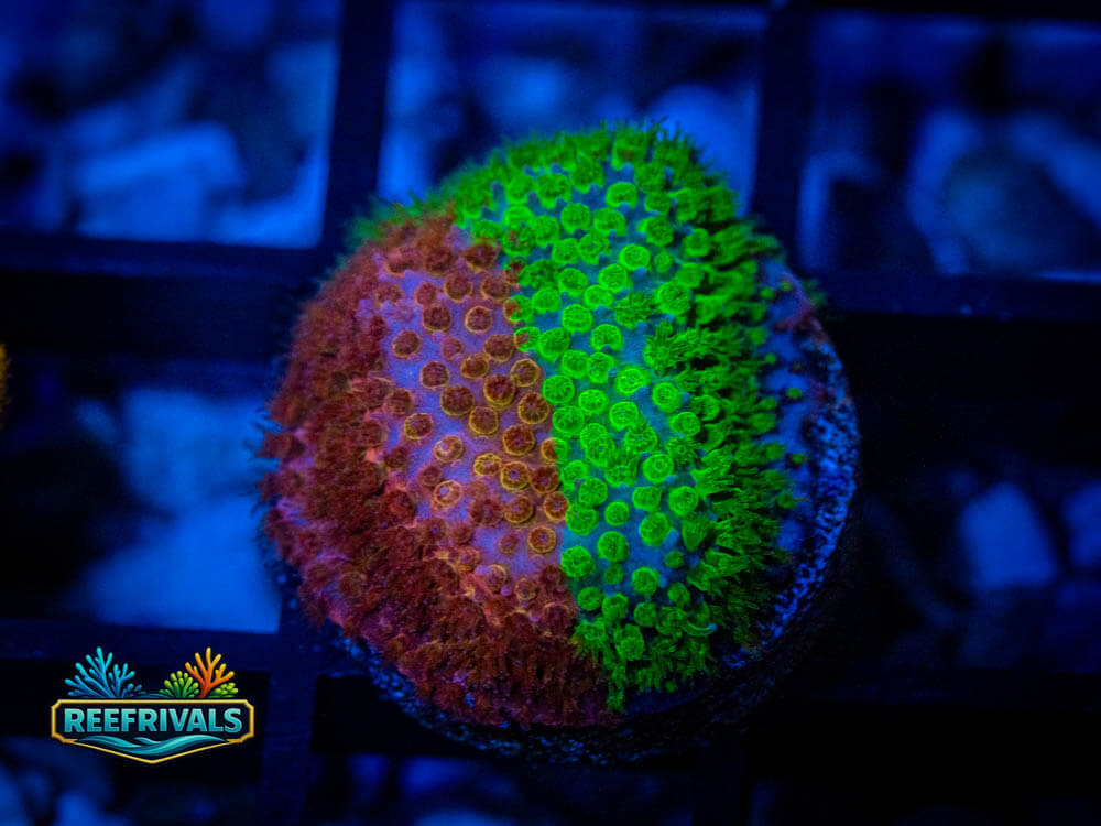 Stylocoeniella WYSIWYG coral image | ReefRivals Stylocoeniella coral image from ReefRivals, listed as Stylocoeniella spp. and Soft Coral