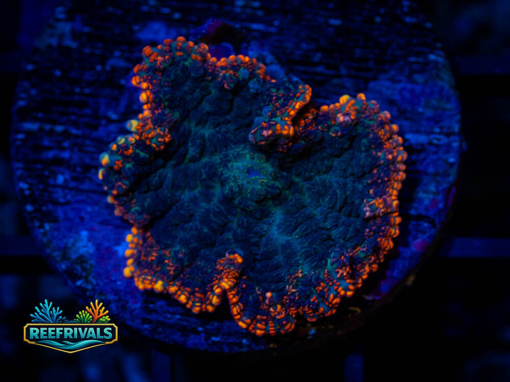 Rhodactis coral image from ReefRivals, listed as Rhodactis sp. and Mushrooms