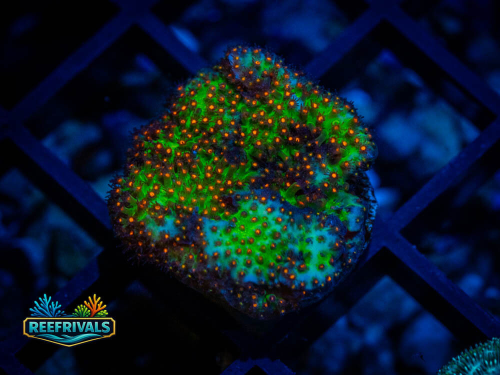 Stylocoeniella WYSIWYG coral image | ReefRivals Stylocoeniella coral image from ReefRivals, listed as Stylocoeniella spp. and Soft Coral