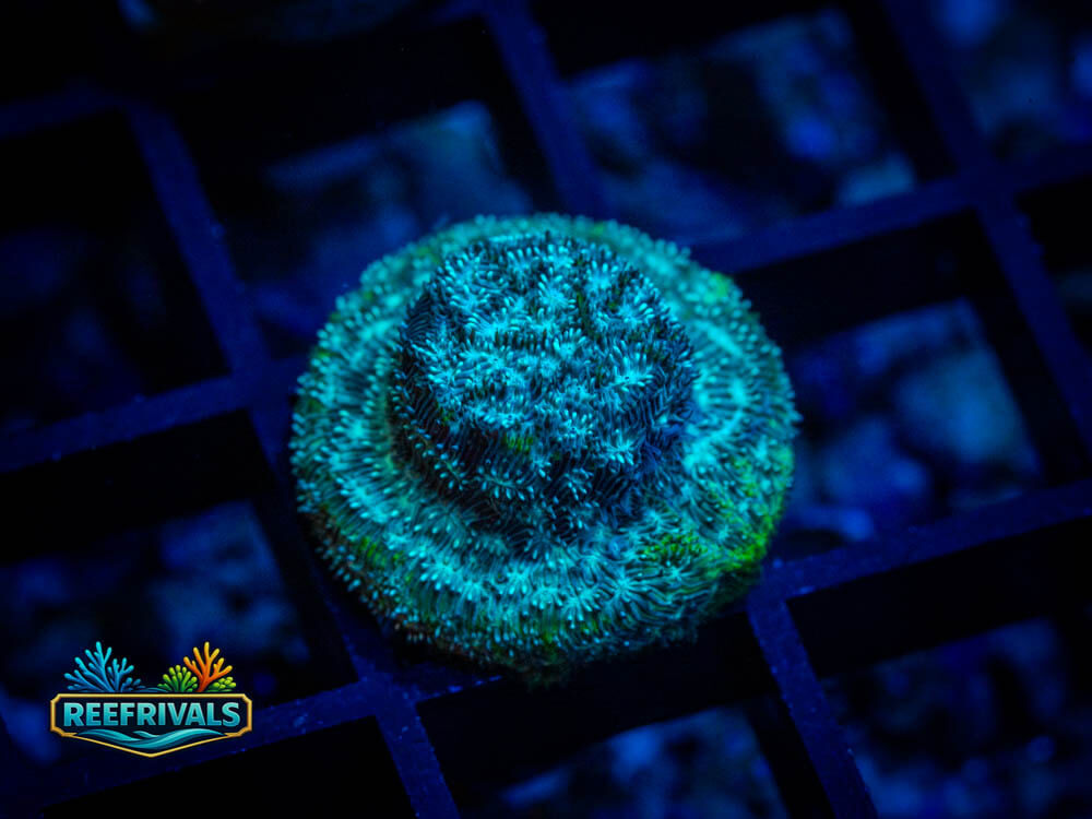 Leptoseris coral image from ReefRivals, listed as Leptoseris spp. and Soft Coral