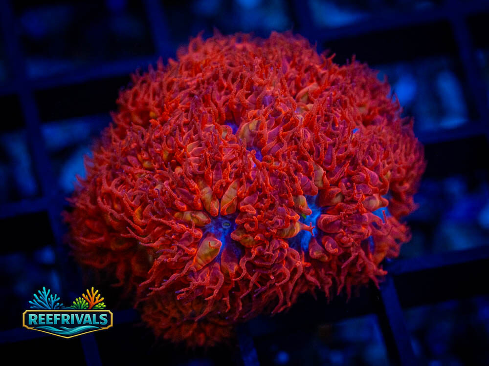 ECC Blue Raven Blasto coral image from ReefRivals, listed as Blastomussa spp. and Soft Coral