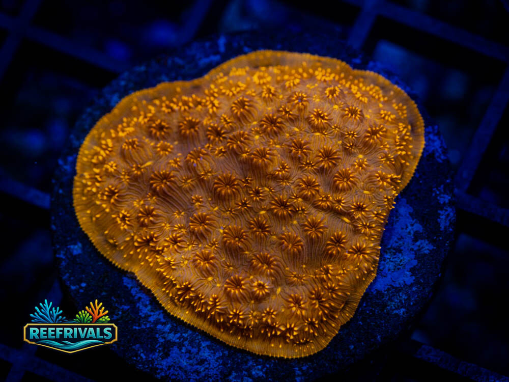 RVL Orange Fanta WYSIWYG coral image | ReefRivals RVL Orange Fanta coral image from ReefRivals, listed as Pavona spp. and Soft Coral