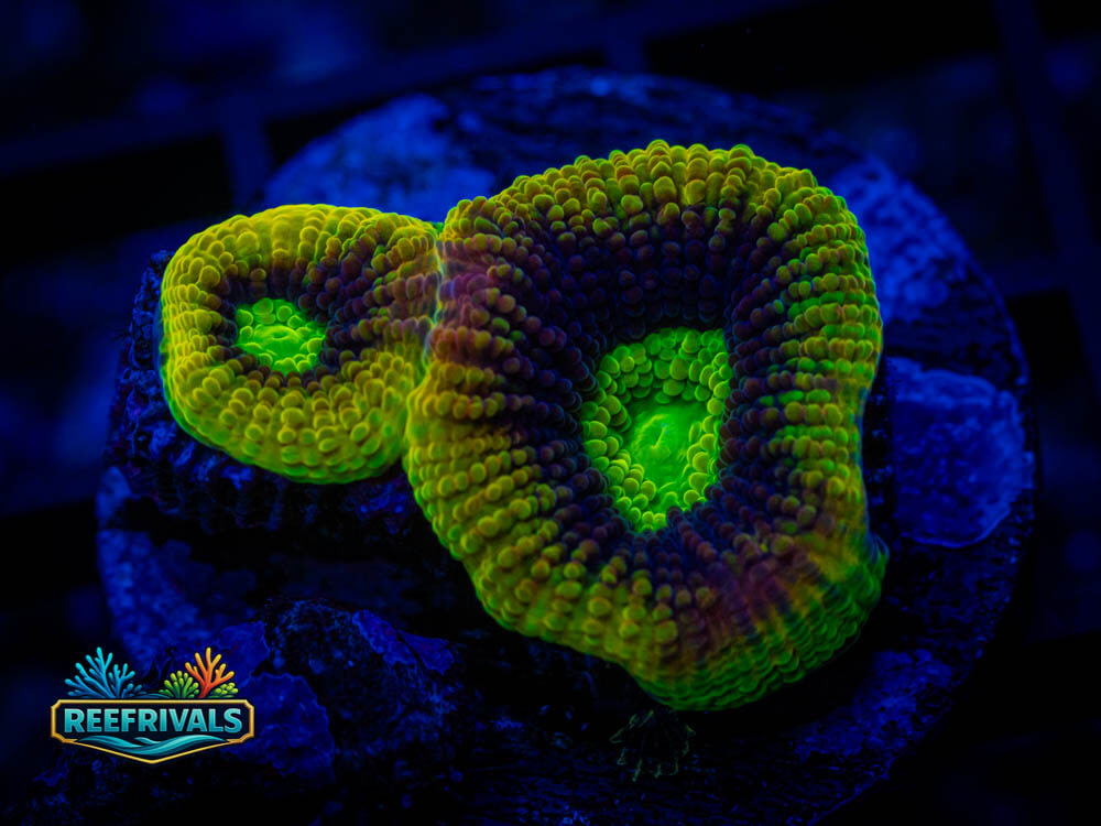 Favia/Favites WYSIWYG coral image | ReefRivals Favia/Favites coral image from ReefRivals, listed as Favia / Favites spp. and Soft Coral