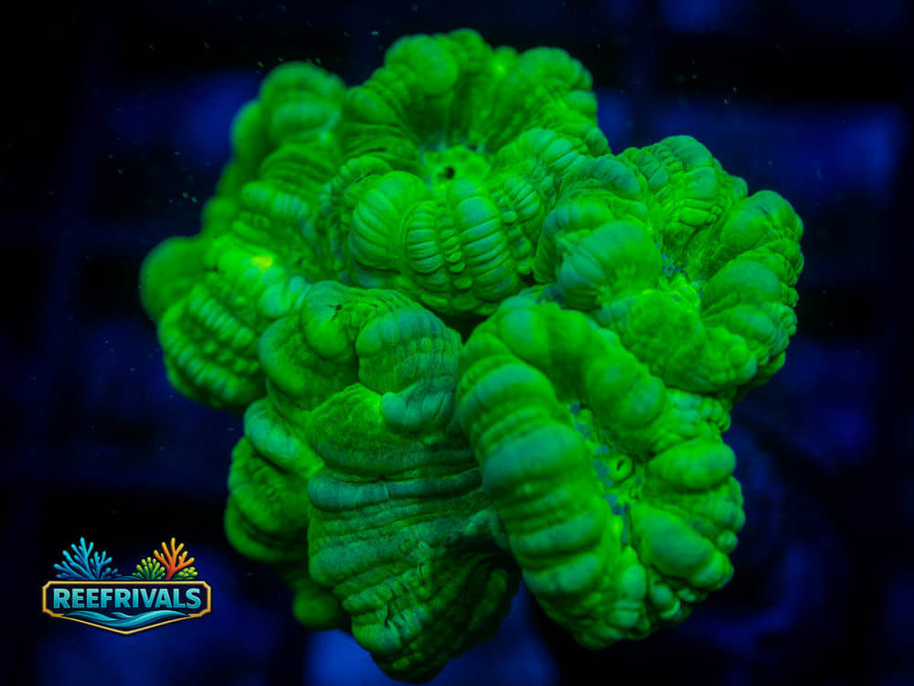 Caulastrea WYSIWYG coral image | ReefRivals Caulastrea coral image from ReefRivals, listed as Caulastrea spp. and Soft Coral
