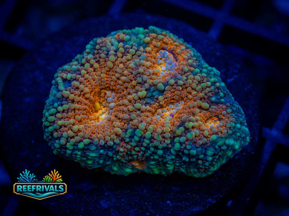 UC Monster Jam WYSIWYG coral image | ReefRivals UC Monster Jam coral image from ReefRivals, listed as Acan Enchinata spp. and Soft Coral