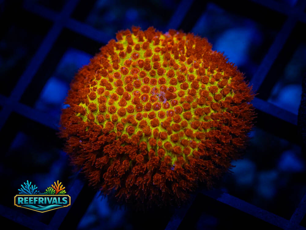 Stylocoeniella WYSIWYG coral image | ReefRivals Stylocoeniella coral image from ReefRivals, listed as Stylocoeniella spp. and Soft Coral