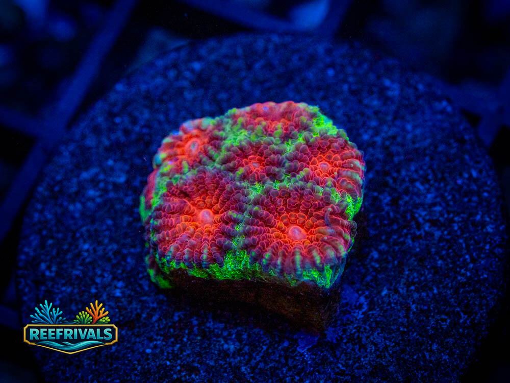Favia/Favites WYSIWYG coral image | ReefRivals Favia/Favites coral image from ReefRivals, listed as Favia / Favites spp. and Soft Coral