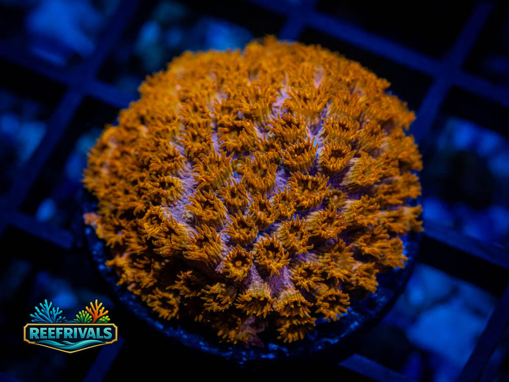 Cyphastrea coral image from ReefRivals, listed as Cyphastrea spp. and Soft Coral